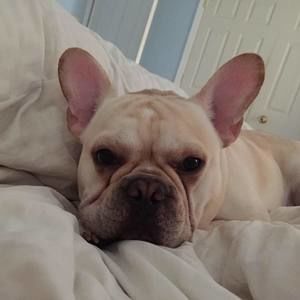 Meet your Posher, Shane